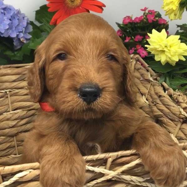 Goldendoodle Puppy by Stetson's Doodles in NOrthern California