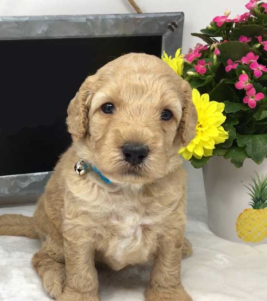 Australian Labradoodle from Stetson's Doodles