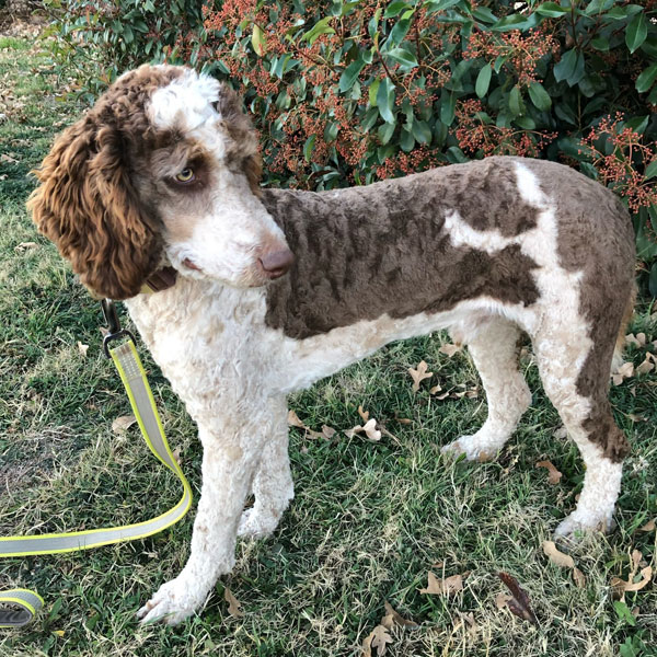 AKC Standard Poodle