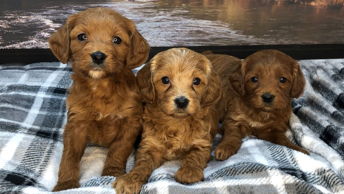 Mini Goldendoodle Puppies for sale in Northern California by Stetsons Doodles