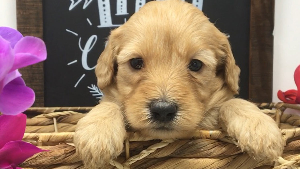 Mini Australian Labradoodle Puppies for sale in Northern California by Stetsons Doodles