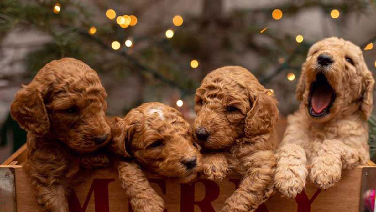 Red Mini Goldendoodle Puppies for sale in Northern California by Stetsons Doodles