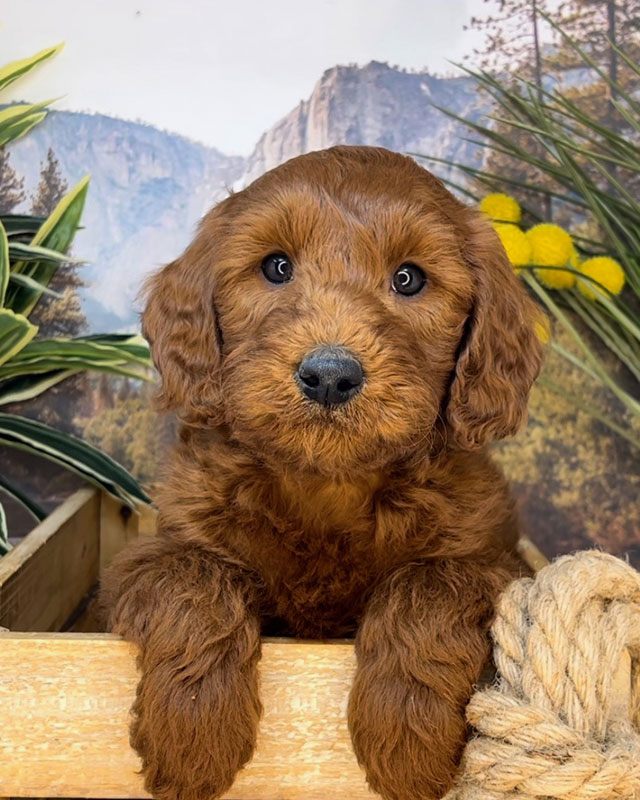 Grey labradoodle best sale puppies for sale